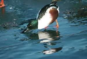 Clypeata: Northern Shoveler Feeding