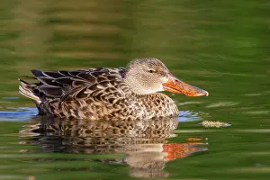 Shovelers: Northern Shoveler - female