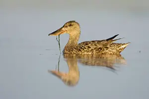 Pondweed: Northern Shoveler - Female feeding on pondweed