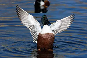 Sweetwater: Northern Shoveler flapping