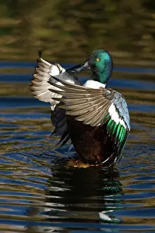 Sweetwater: Northern Shoveler flapping