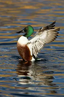 Sweetwater: Northern Shoveler Flapping