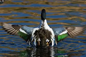 Sweetwater: Northern Shoveler flapping