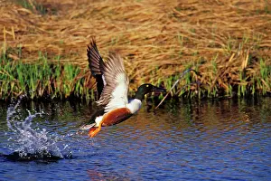Shovelers: Northern Shoveler - in flight