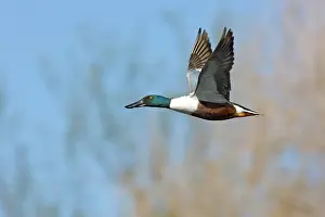 Waterbirds: Northern Shoveler in flight