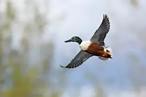 Waterbirds: Northern Shoveler in flight