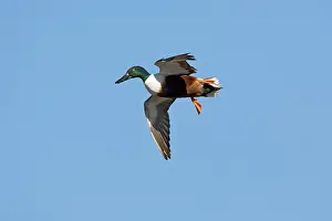 Waterbirds: Northern Shoveler in flight