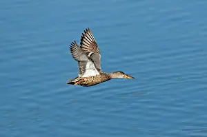 Zoological: Northern Shoveler in flight