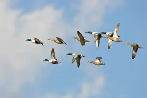 Waterbirds: Northern Shoveler flock