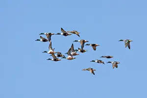 Clypeata: Northern Shoveler flock