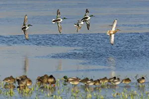 121118: Northern Shoveler - flock flying across lake, Island
