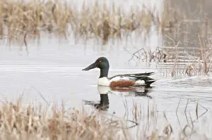 Anseriforme: Northern shoveler male