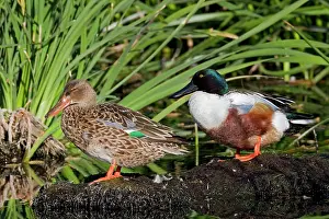 Shovelers: Northern Shoveler - male and female