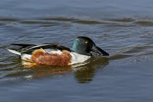 060318: Northern Shoveler - male on marsh - Castile la Mancha