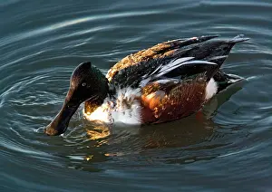Shovelers: Northern Shoveler - male in midwinter