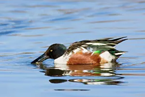 Shovelers: Northern Shoveler - male in winter