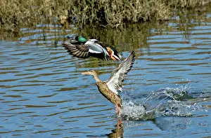 Clypeata: Northern Shoveler pair