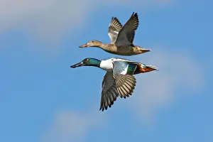 Waterbirds: Northern Shoveler pair in flight
