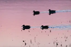 Atmosheric: Northern Shoveler - silhouette of two drakes and
