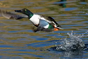 Waterbirds: Northern Shoveler Taking Off