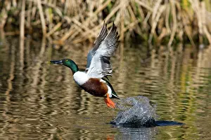Waterbirds: Northern Shoveler Taking Off