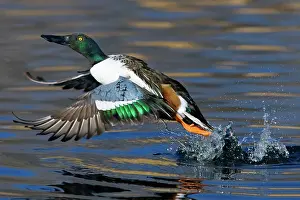 Waterbirds: Northern Shoveler Taking Off