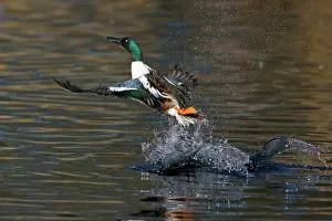 Waterbirds: Northern Shoveler Taking Off