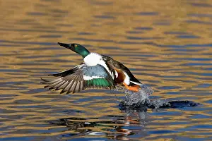 Waterbirds: Northern Shoveler Taking Off