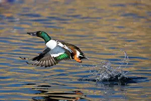 Waterbirds: Northern Shoveler Taking Off