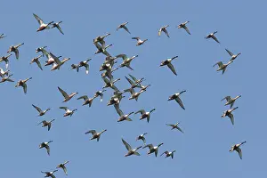 Shovelers: Northern Shoveler - in winter