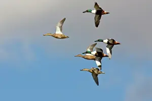 Waterbirds: Northern Shovelers in flight