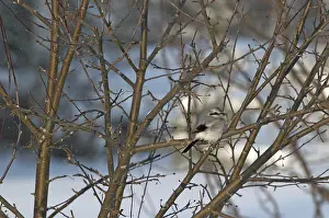 Excubitor: Northern Shrike Perched on Branch
