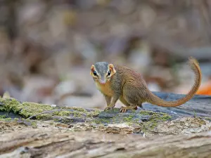Vietnam: Northern Slender Tailed Treeshrew Dendrogale murina