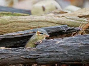 Vietnam: Northern Slender Tailed Treeshrew Dendrogale murina