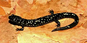Nothern: Northern Slimy Salamander