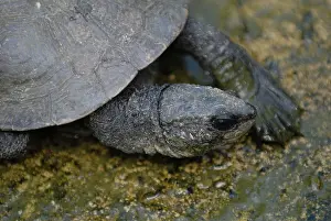Elseya: Northern Snapping Turtle