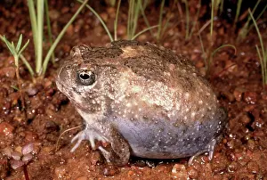 Notaden: Northern Spadefoot TOAD