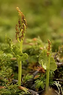 Fertile: A northern species of moonwort (a fern) - with