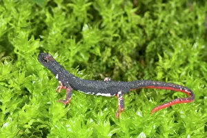 Michele Menegon: Northern Spectacled Salamander
