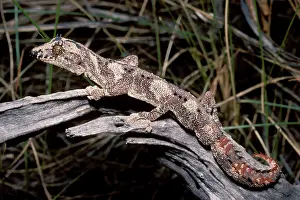 Ciliaris: Northern spiny-tailed gecko