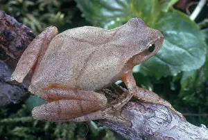 Crucifer: Northern Spring Peeper