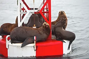 Buoy: Northern (Steller) Sea Lion - resting on a large buoy