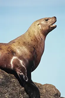 Eumetopias: Northern / Steller Sealion