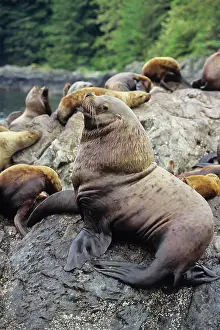 Harem: Northern / Steller Sealions - bull guarding territory