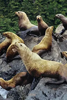 Hauled: Northern / Steller Sealions - hauled out of coastal rocks