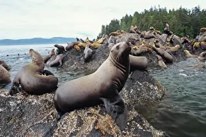 Hauled: Northern / Steller Sealions - herd hauled out on
