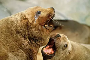 Arguing: Northern / Steller's Sealions - arguing over space