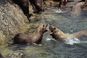 Jubata: Northern or Steller's Sealions - fighting most