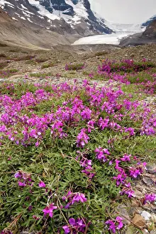 Vetch: Northern Sweet Vetch - growing in abundance on