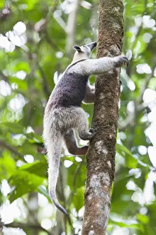 Canopy: Northern Tamandua or anteater (Tamandua mexicana)